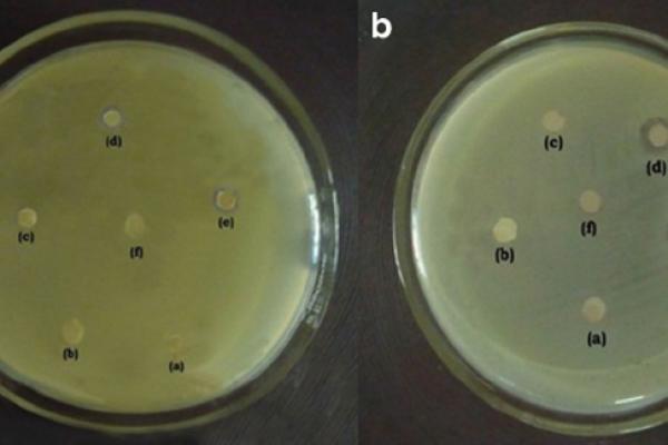 Biocide Antimicrobial supplier in Khartoum Sudan, Juba, Nzara, South Sudan, Safola, Suba, Al Gabaa, Omdurman Alshabi